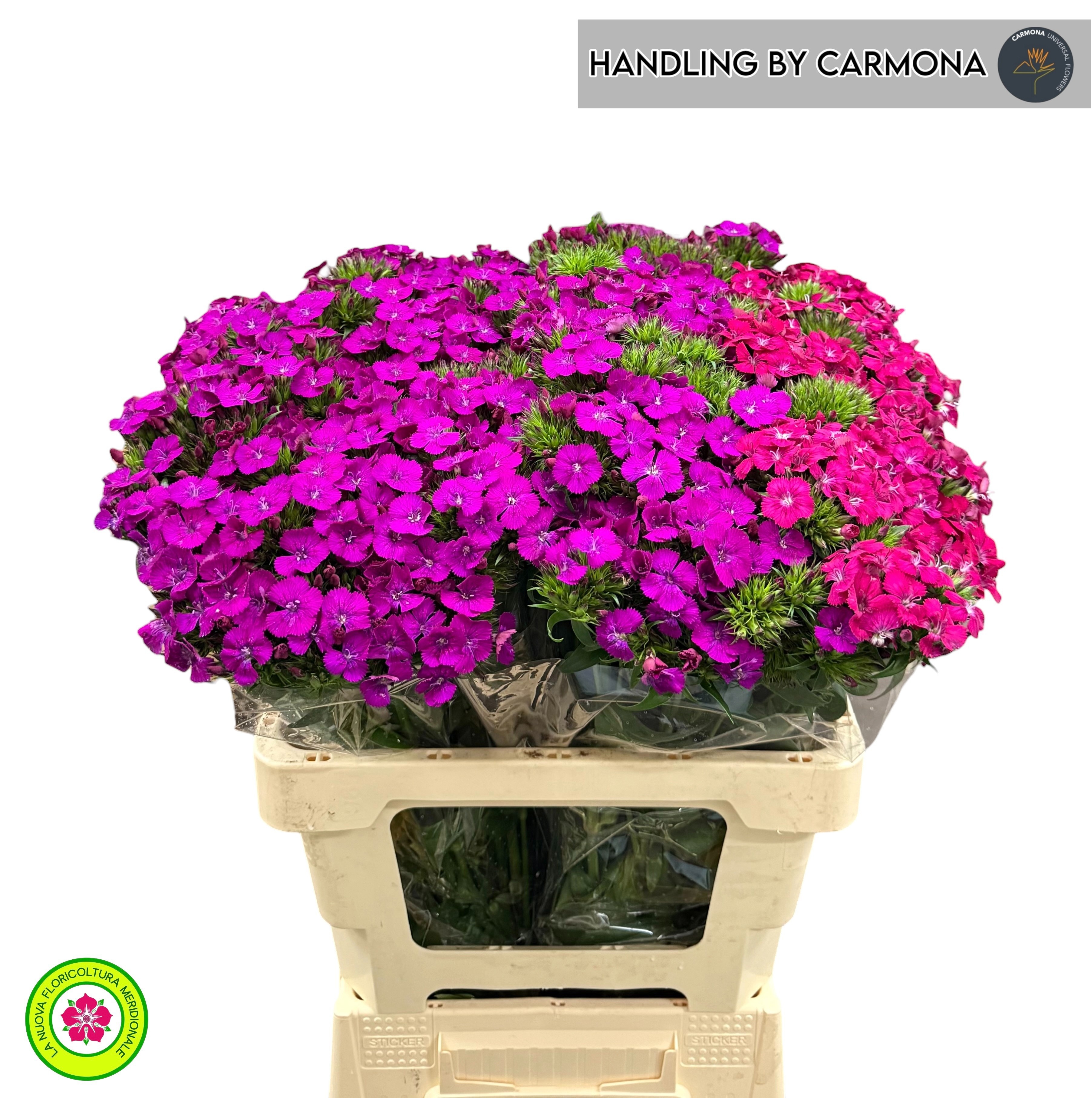 Dianthus Barbaratus 50cm
