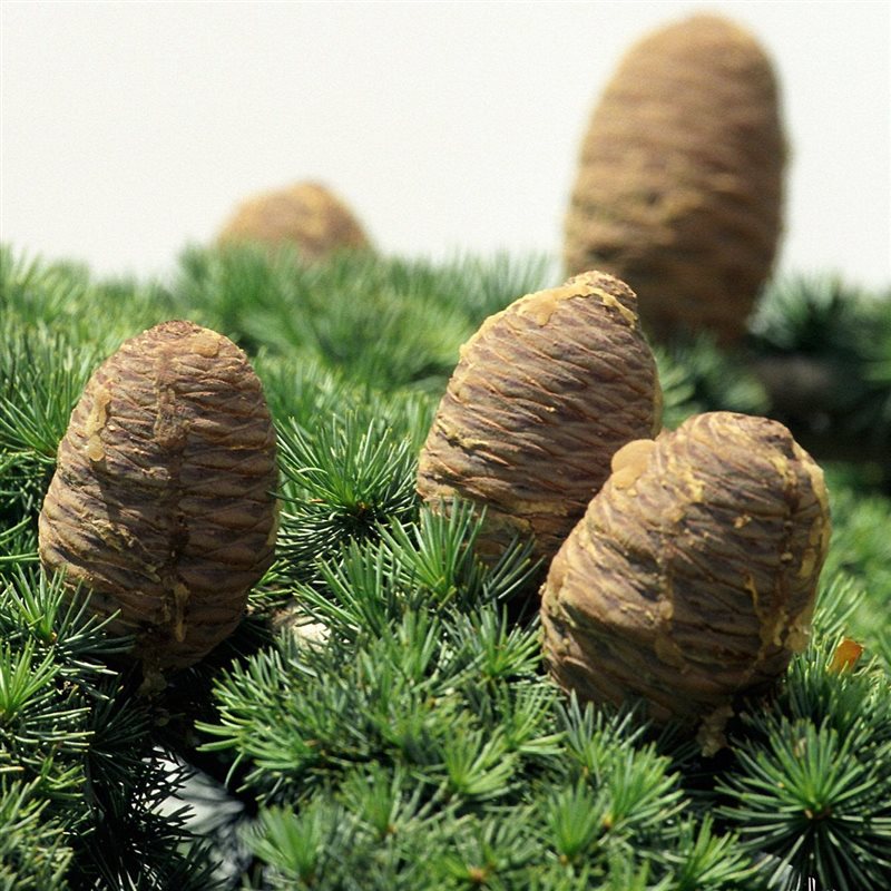 Picture of Cedrus libani