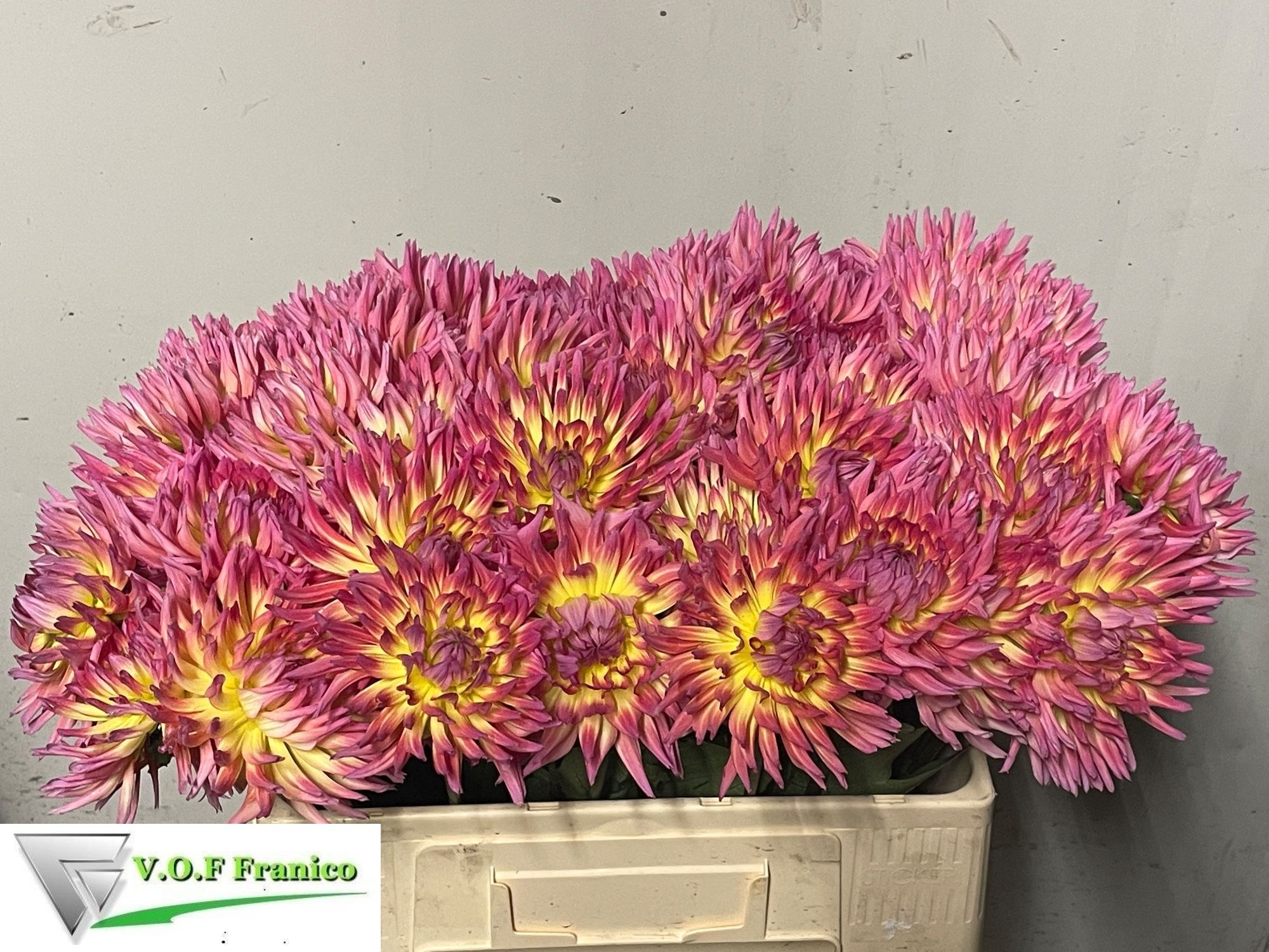 Dahlia Karma Sangria 50cm