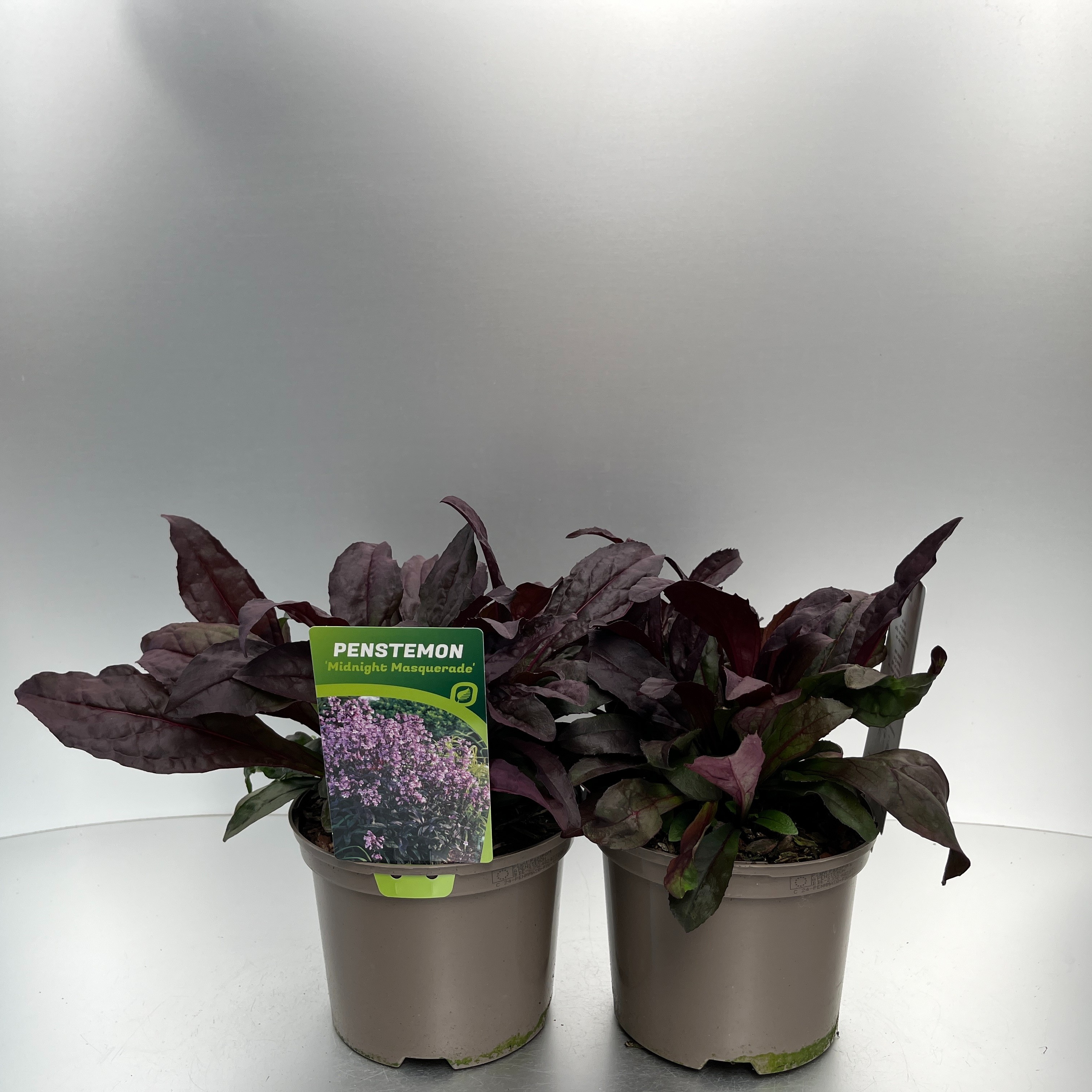 Picture of Penstemon Midnight Masquerade P17 (2 Ltr)