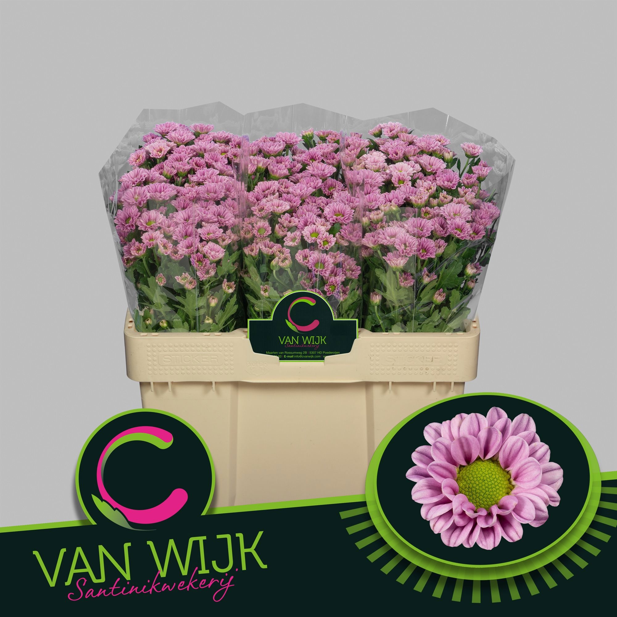 Chrys Santini Fabiani Pink 50cm 600Ø