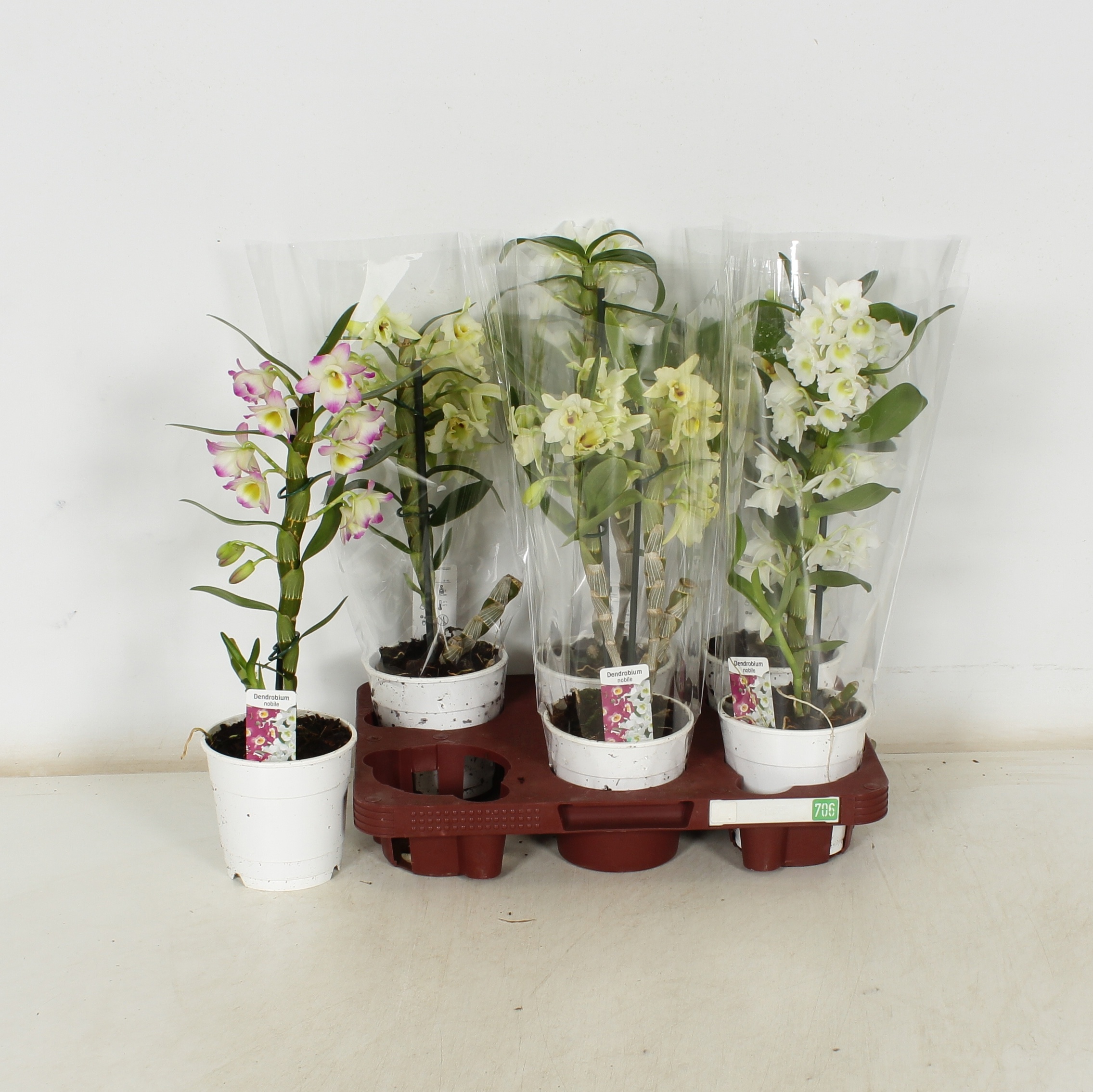 Dendr N Gem 12Ø 40cm