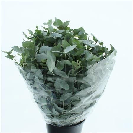 Euc Cinerea Per Bos 75L.cm 300gram