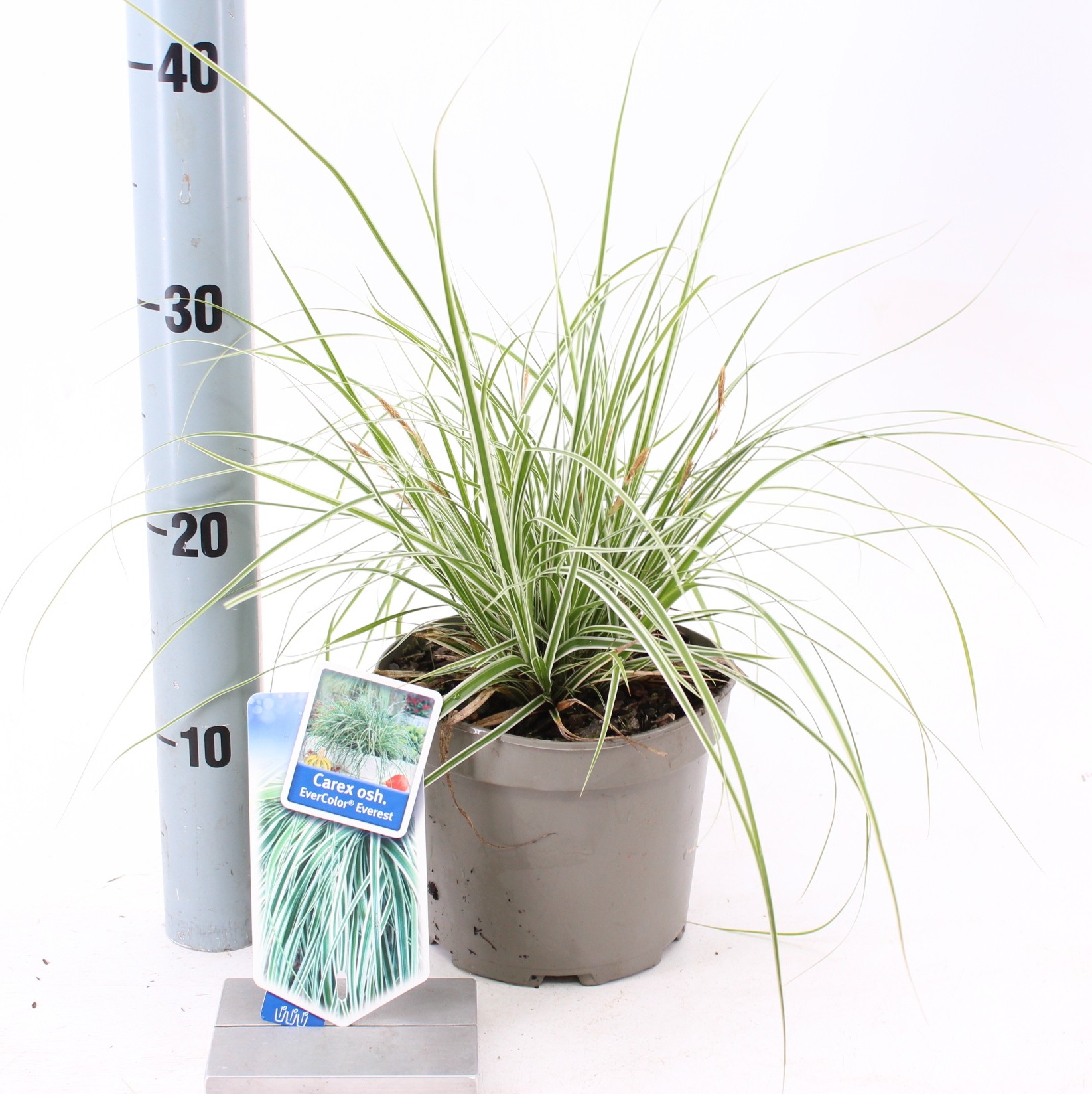 Picture of Carex oshimensis EverColor® Everest ('Fiwhite'PBR)