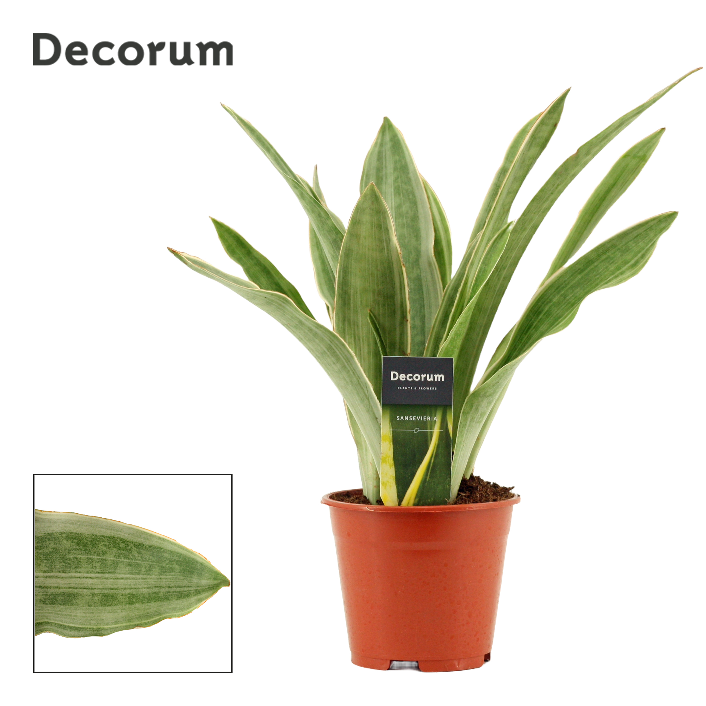 Sansevieria trif. Aubrytiana Sayuri Decorum | Sansevieria trifasciata |  Sansevieria trifasciata | Зеленые комнатные растения | Зеленые комнатные  растения | Комнатные растения | Все продукты | OZ Planten