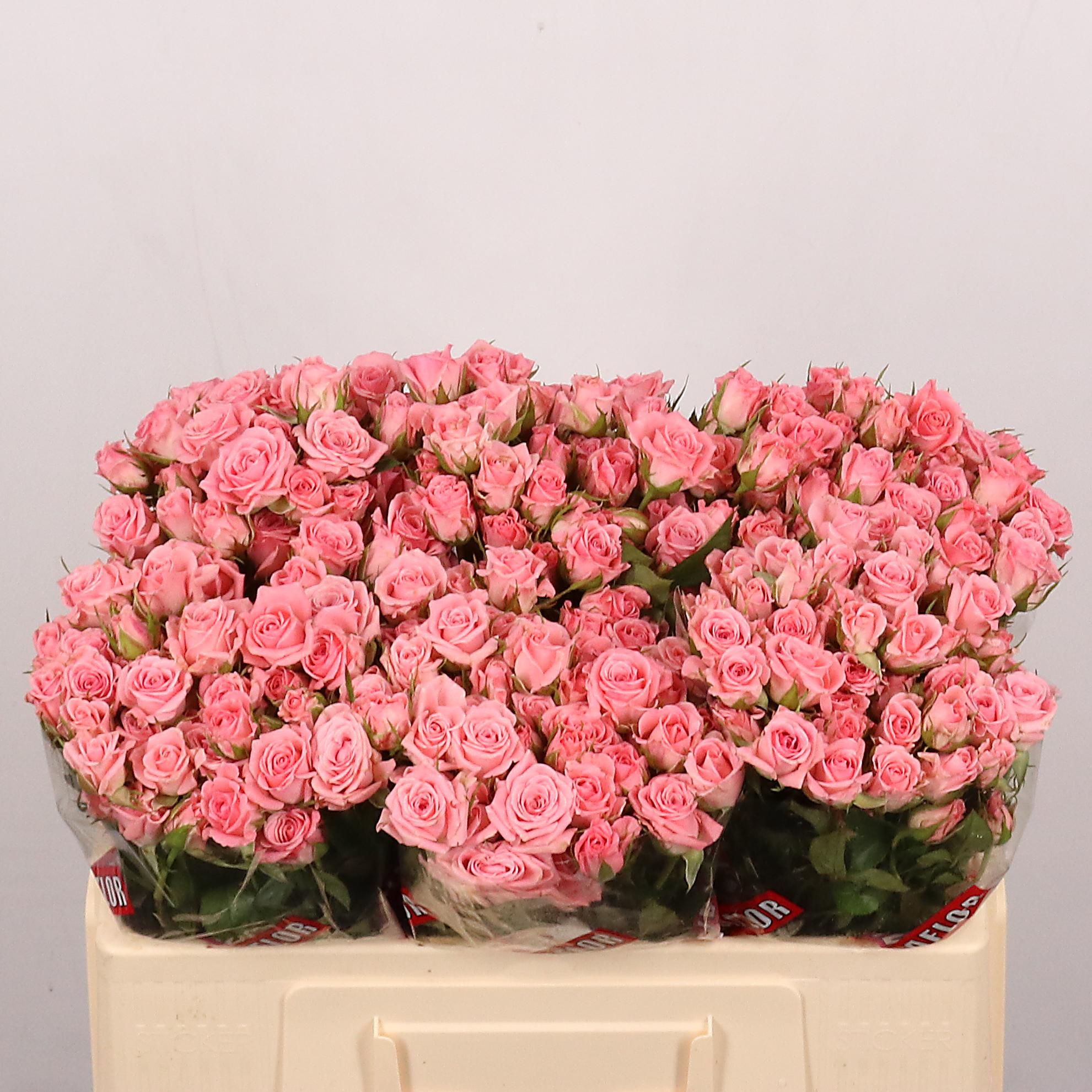 Rosa Spr Odilia 50cm