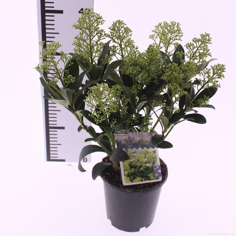 Picture of Skimmia jap. 'Finchy'