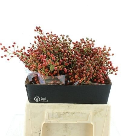 Rosehips Corallo 40cm