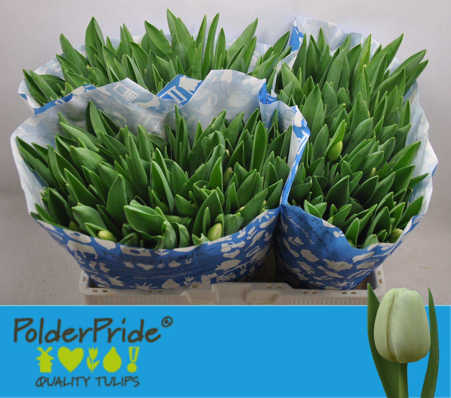 Tulipa Antarctica 39cm 36gram