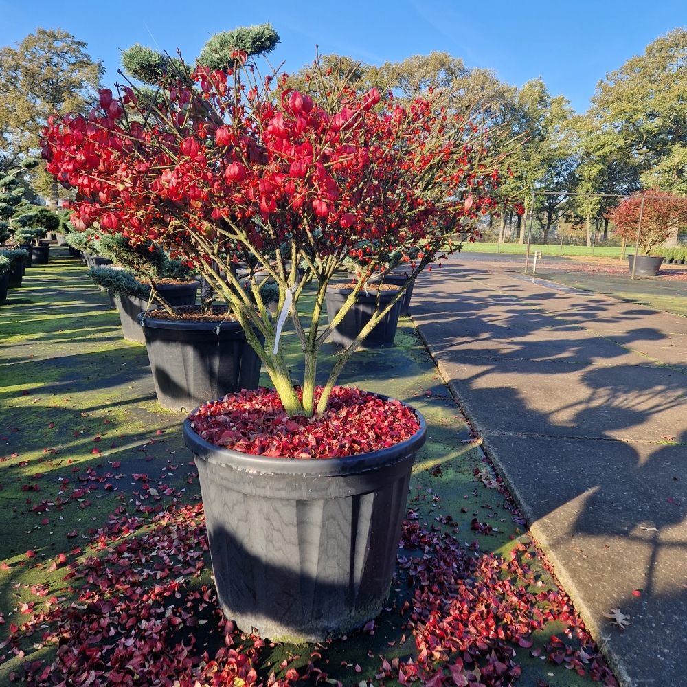 Picture of Euonymus alatus Compactus C130 90/100 (LOOSE)