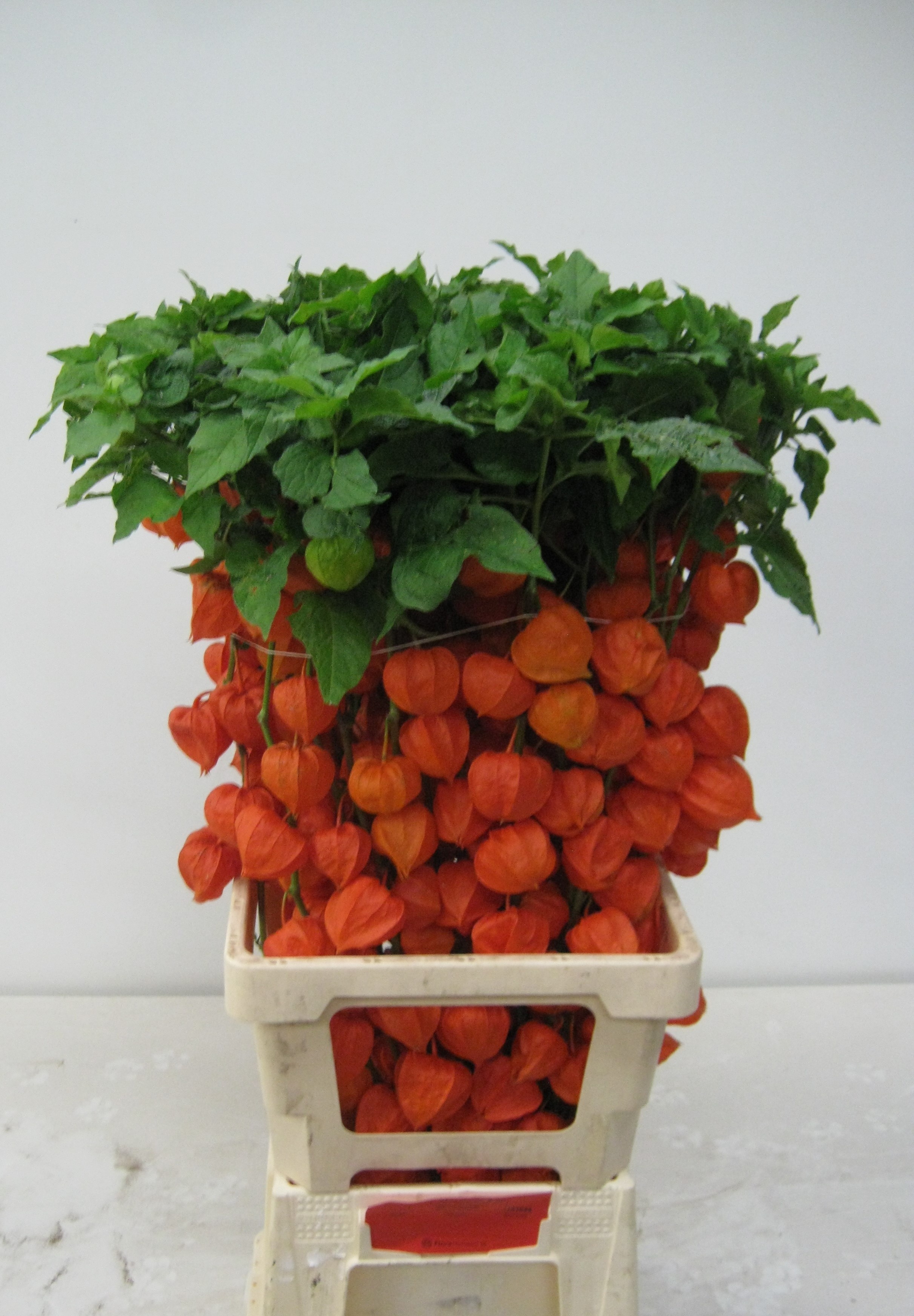 Physalis Lampion Tak