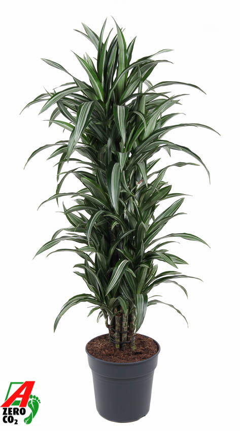 Picture of Dracaena Ulises branched P31 150CM (LOOSE)