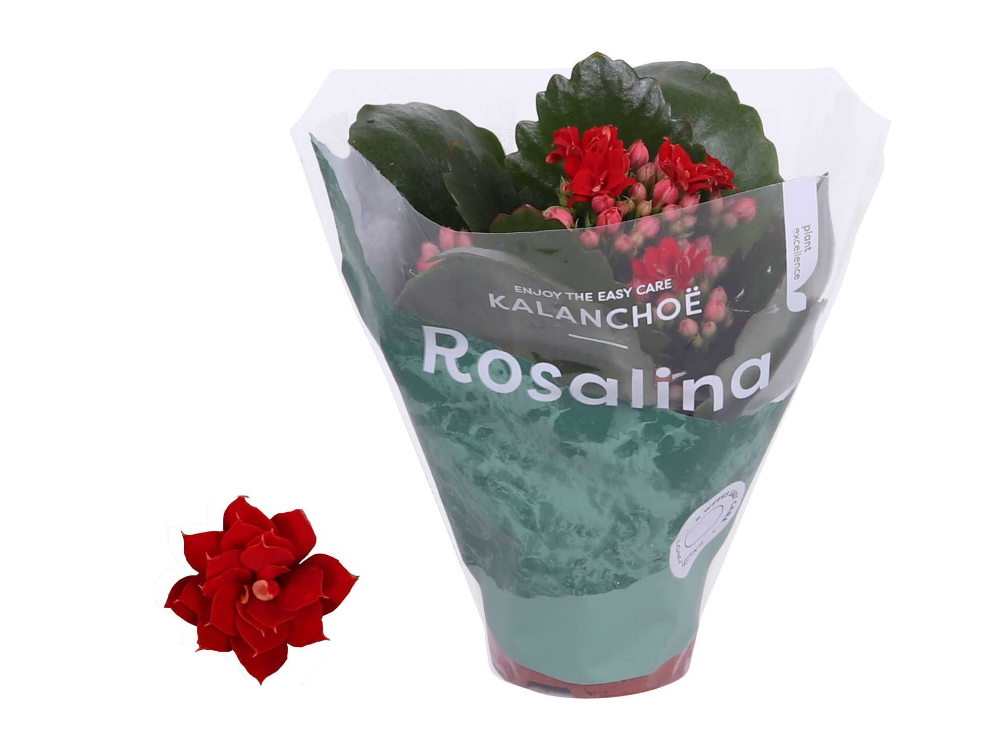 Kalanchoe Rosalina Don Justino rood