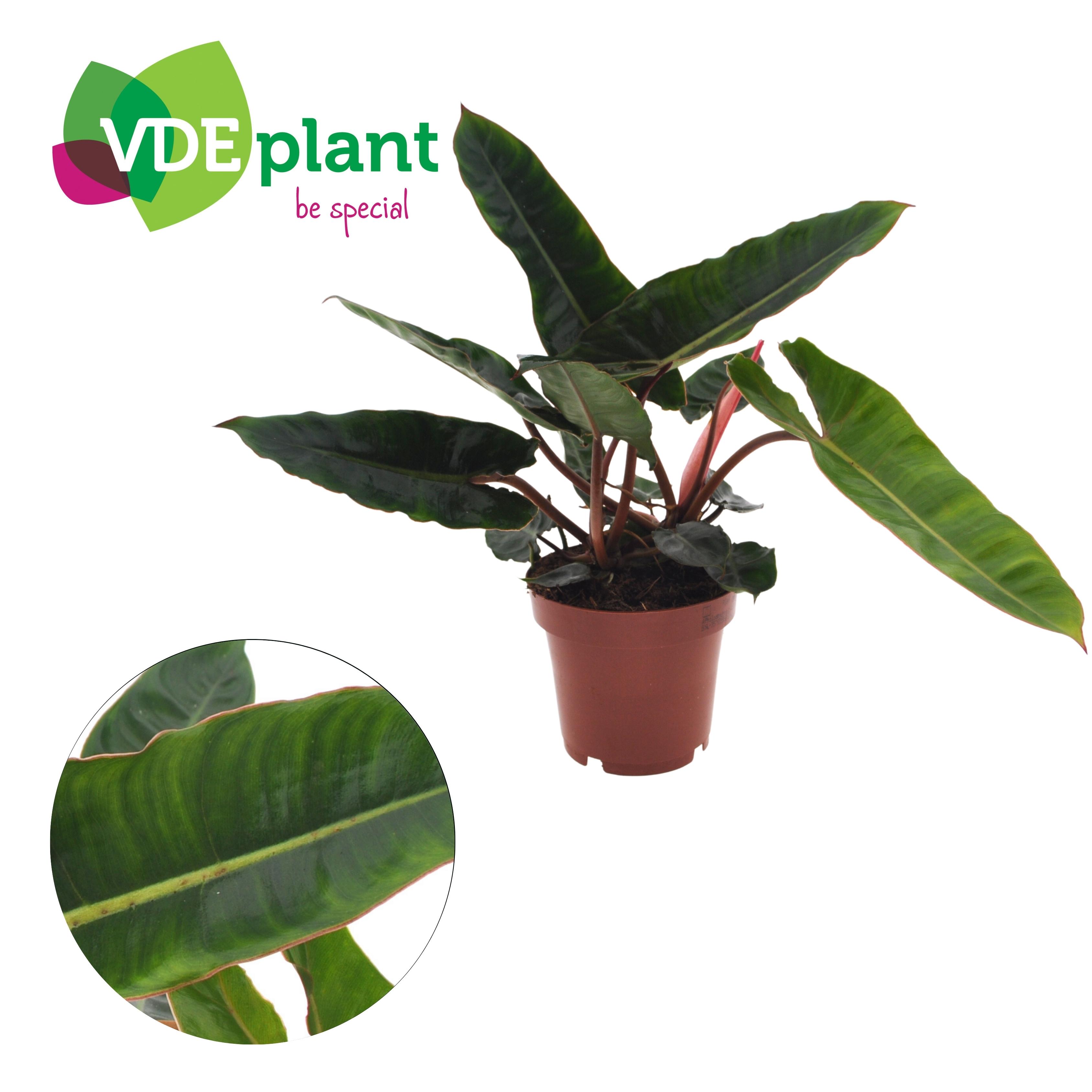 Picture of Philodendron Billietiae 2PP P12 25CM