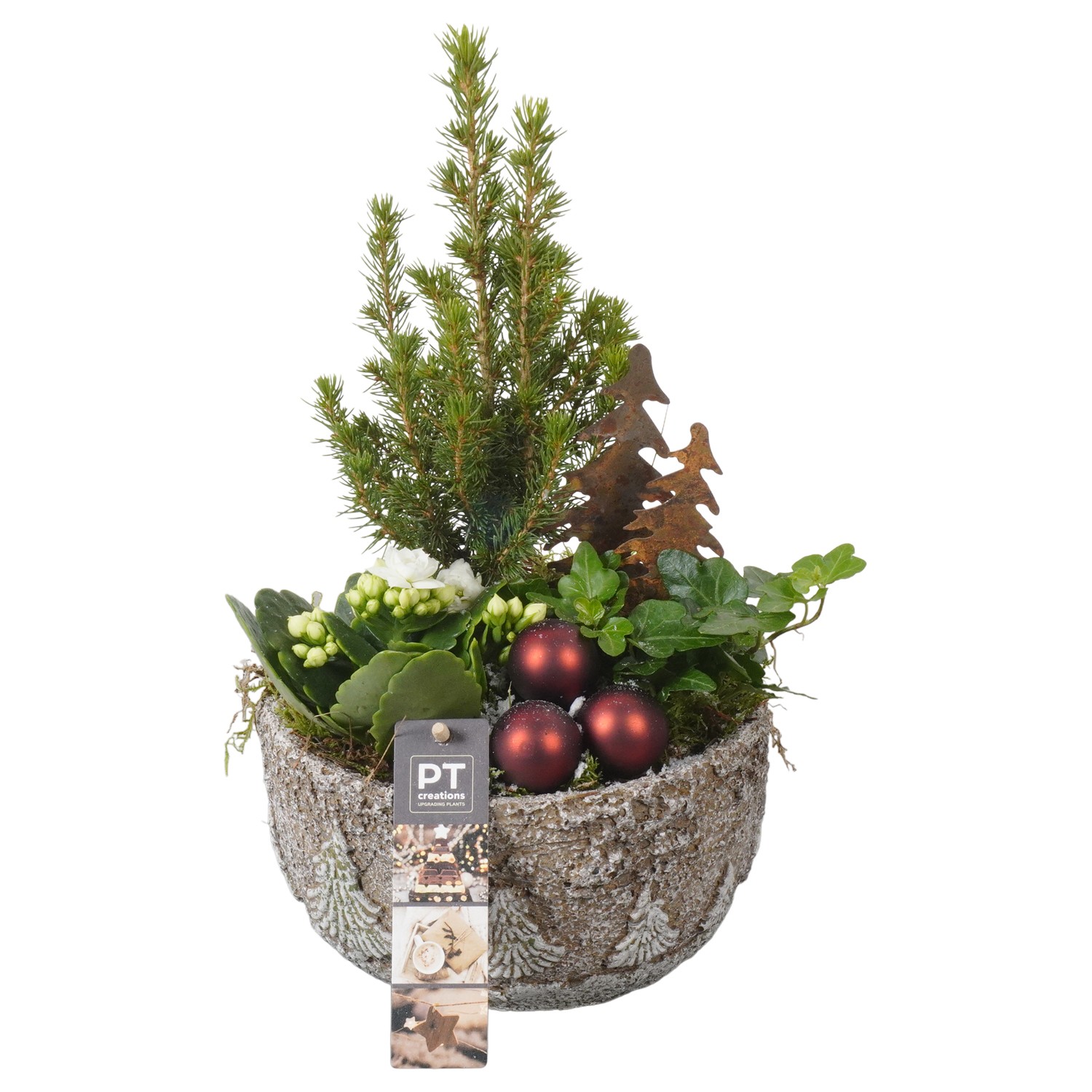 Picture of PTKB9417 Arrangement X-Mas in concrete bowl P18 31CM