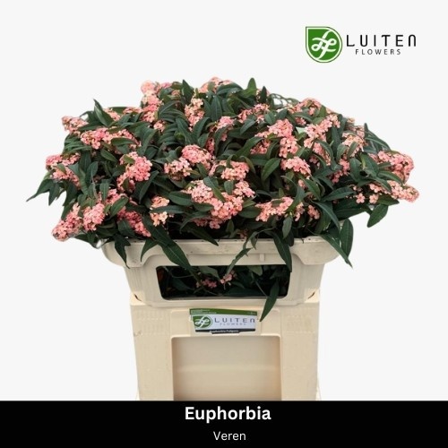 Euphorbia Fu Pink Baron 70cm