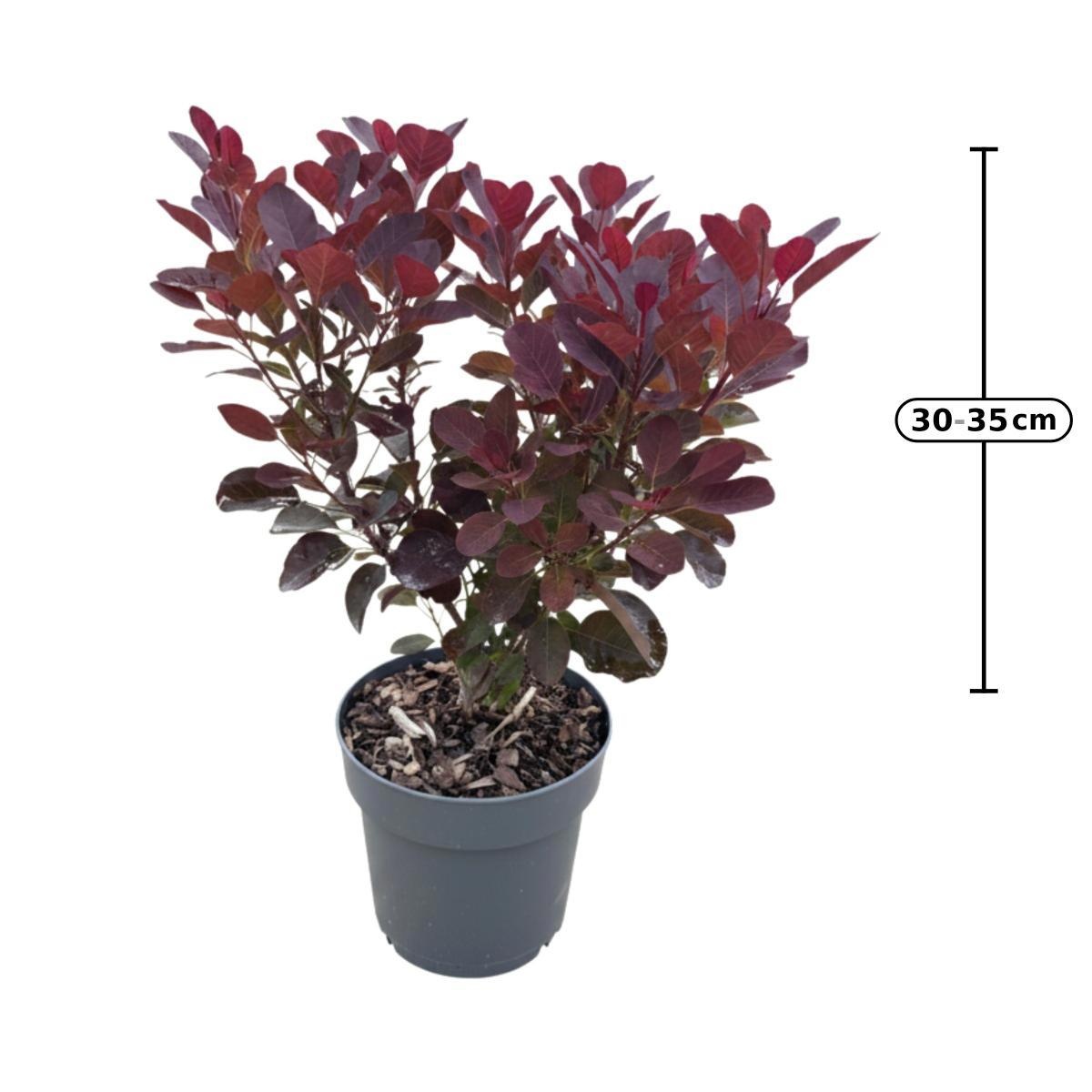 Coti Co Royal Purple