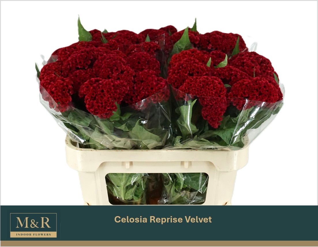 Celosia Reprise Velvet 70cm