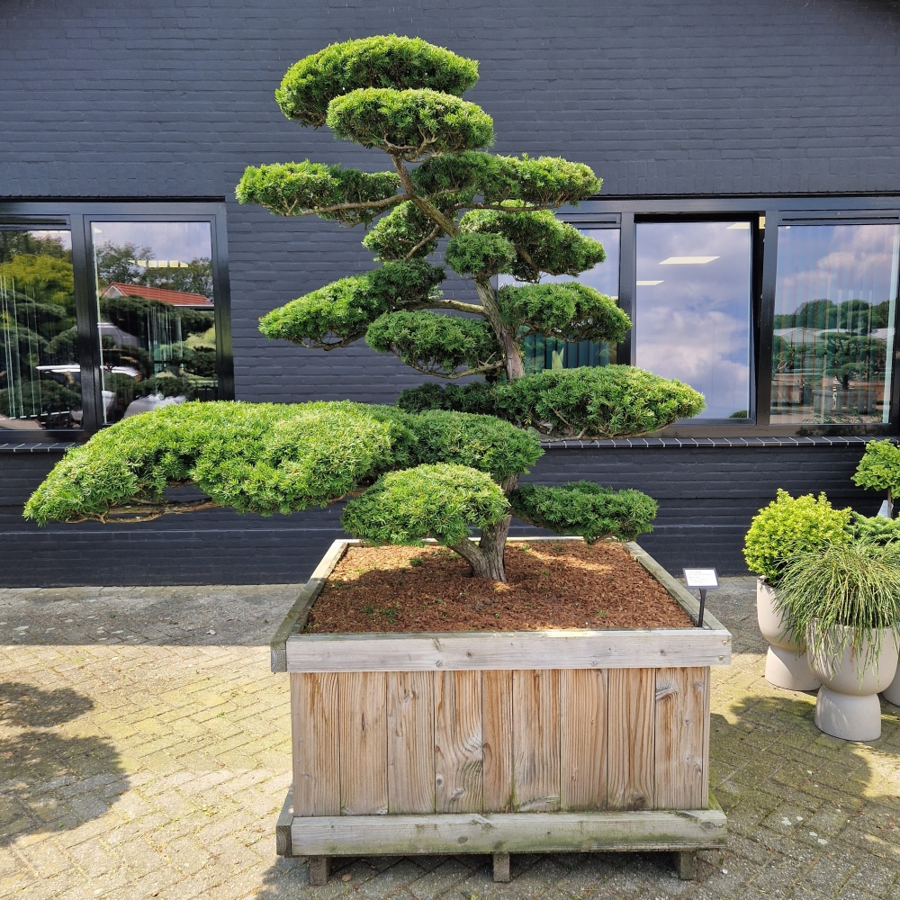 Picture of Taxus cuspidata 120-X-120 BONSAI-200/+