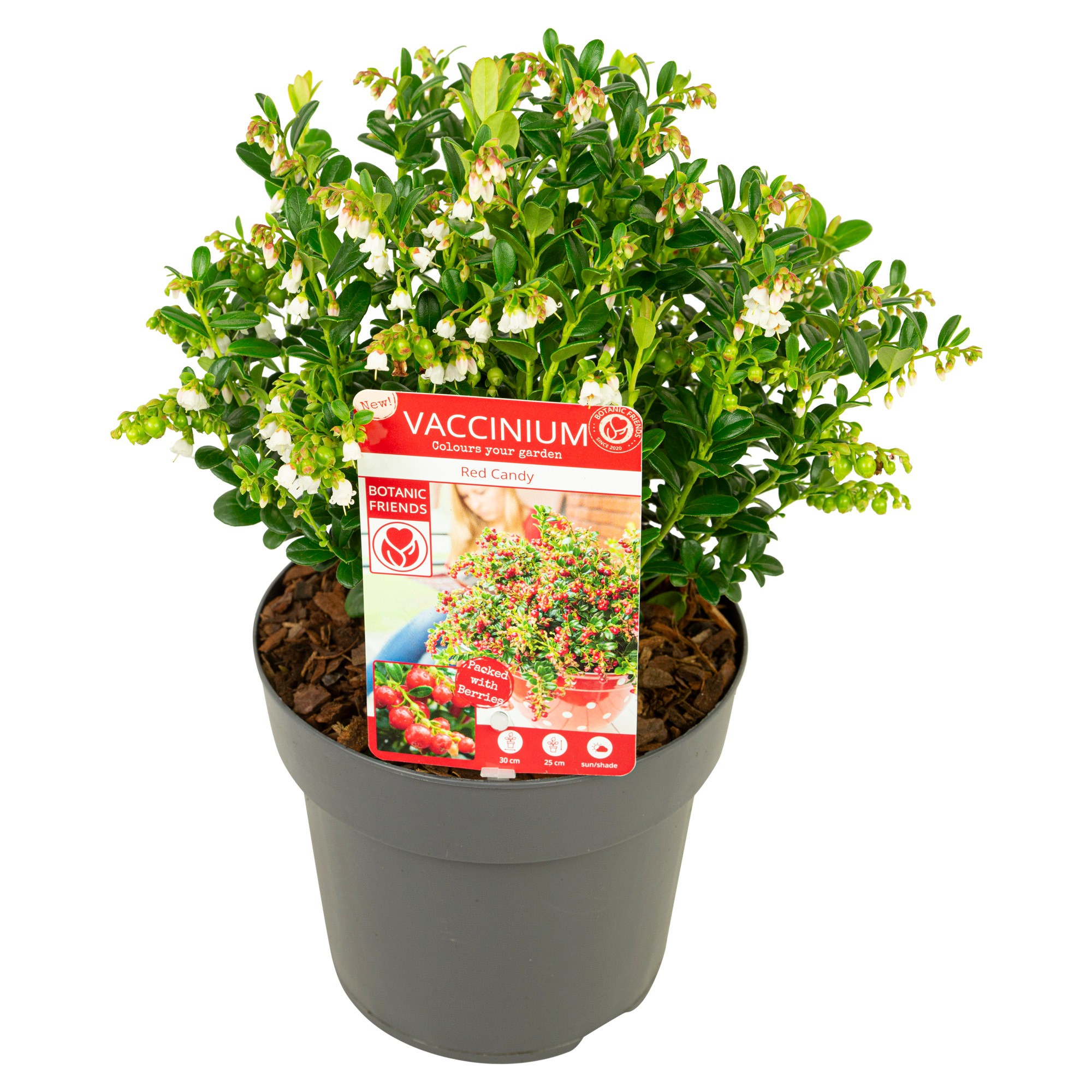 Picture of Vaccinium vitis-idaea Red Candy P17 (2 Ltr)