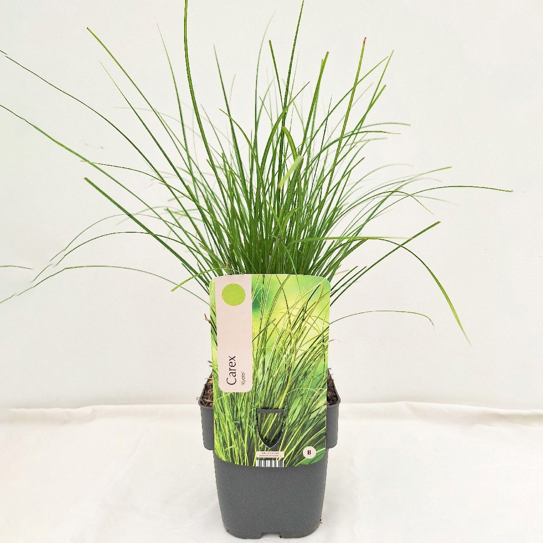 Carex 'Kyoto'