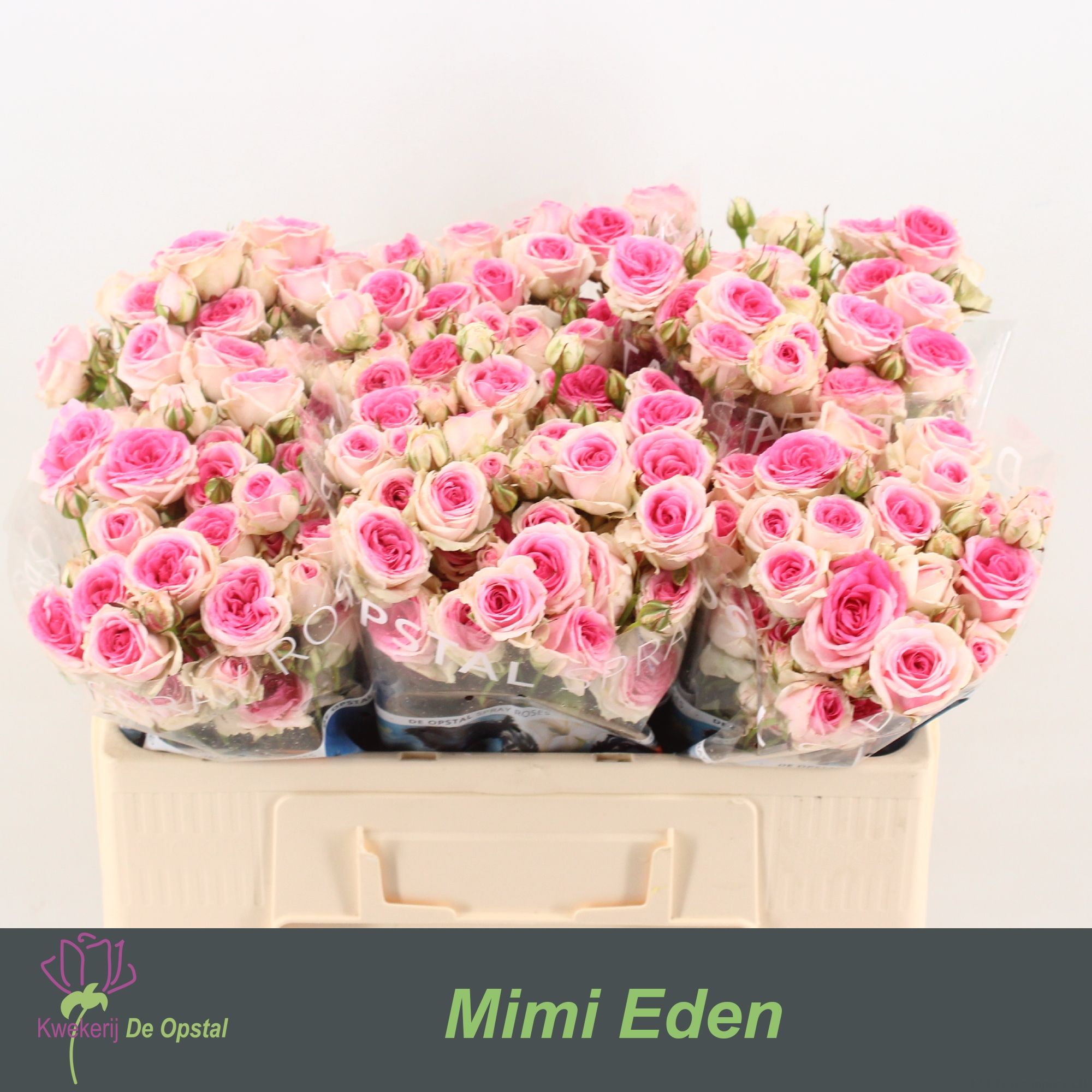 R Tr Mimi Eden