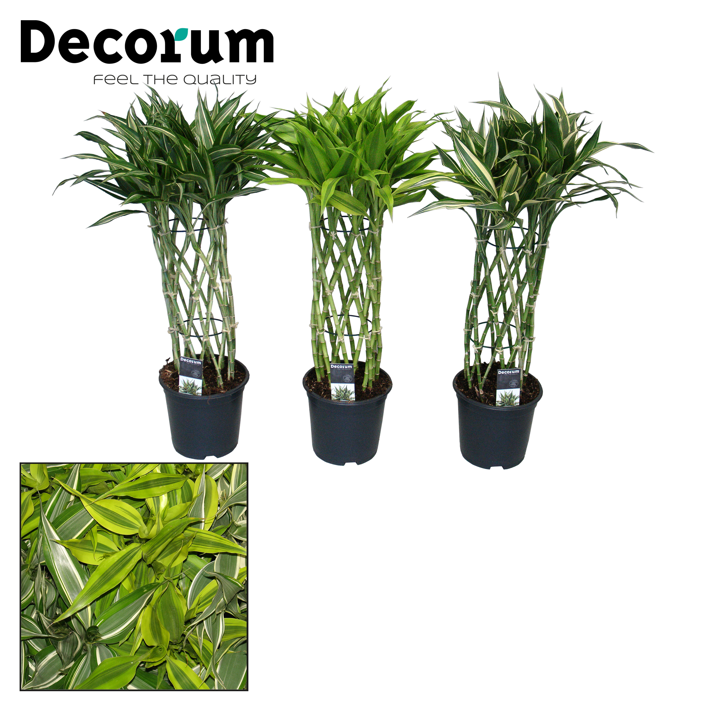 Picture of Dracaena sanderiana in varieties Decorum P19 70CM