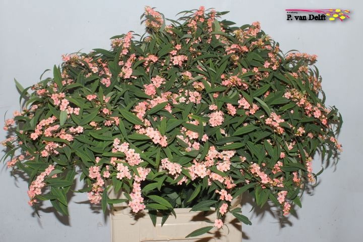 Euphorbia Spray Pink Baron 80cm