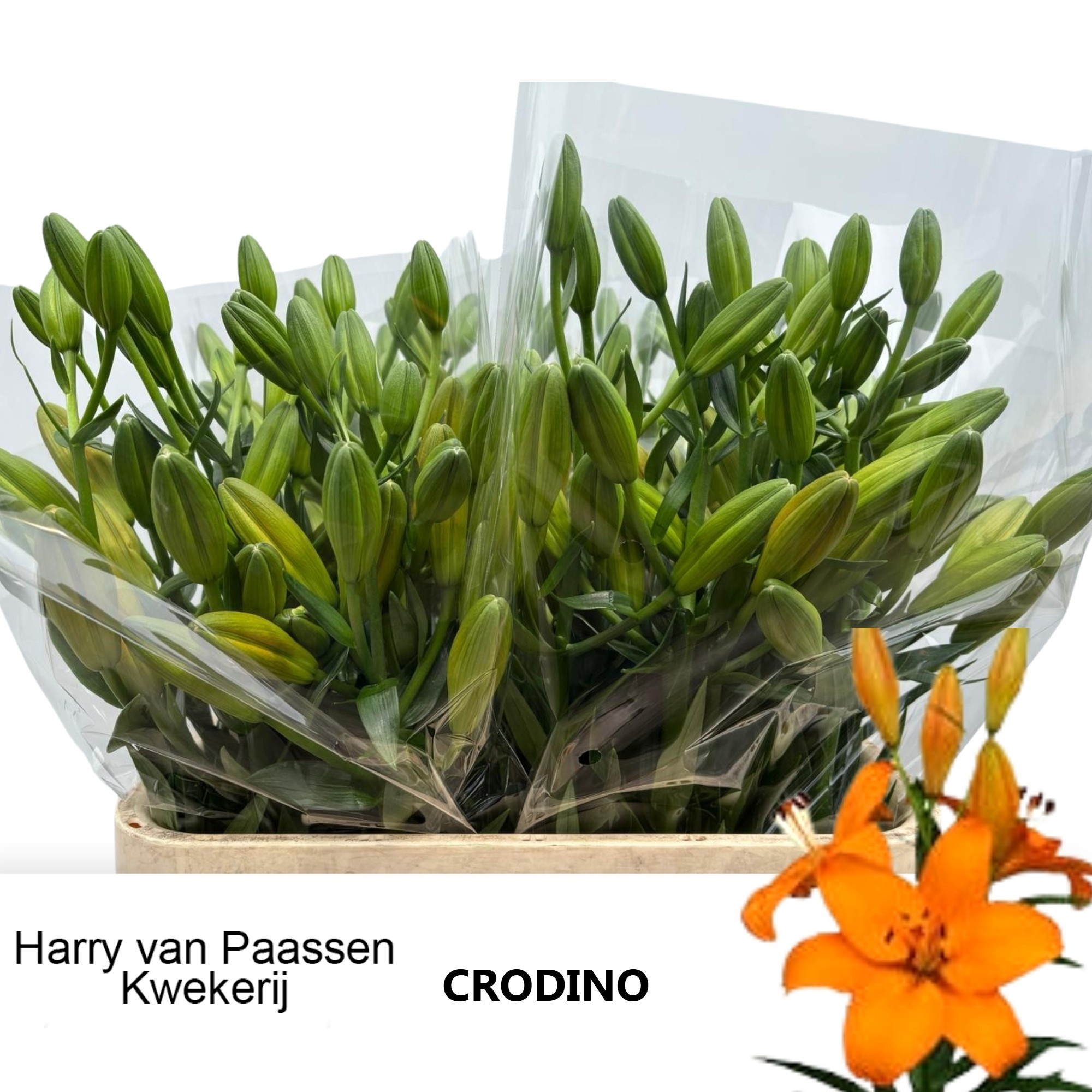 Li La Crodino 80cm 5/7bl