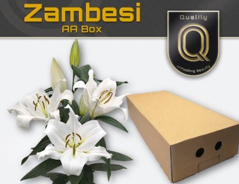 Li Ot Zambesi