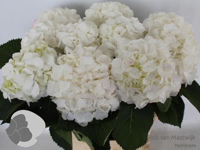 Hydrangea White Verena 80cm 20Ø