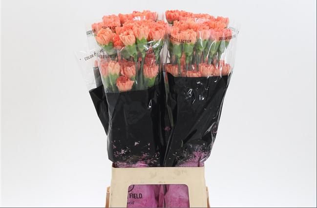 Dianthus Hermes Orange 60cm