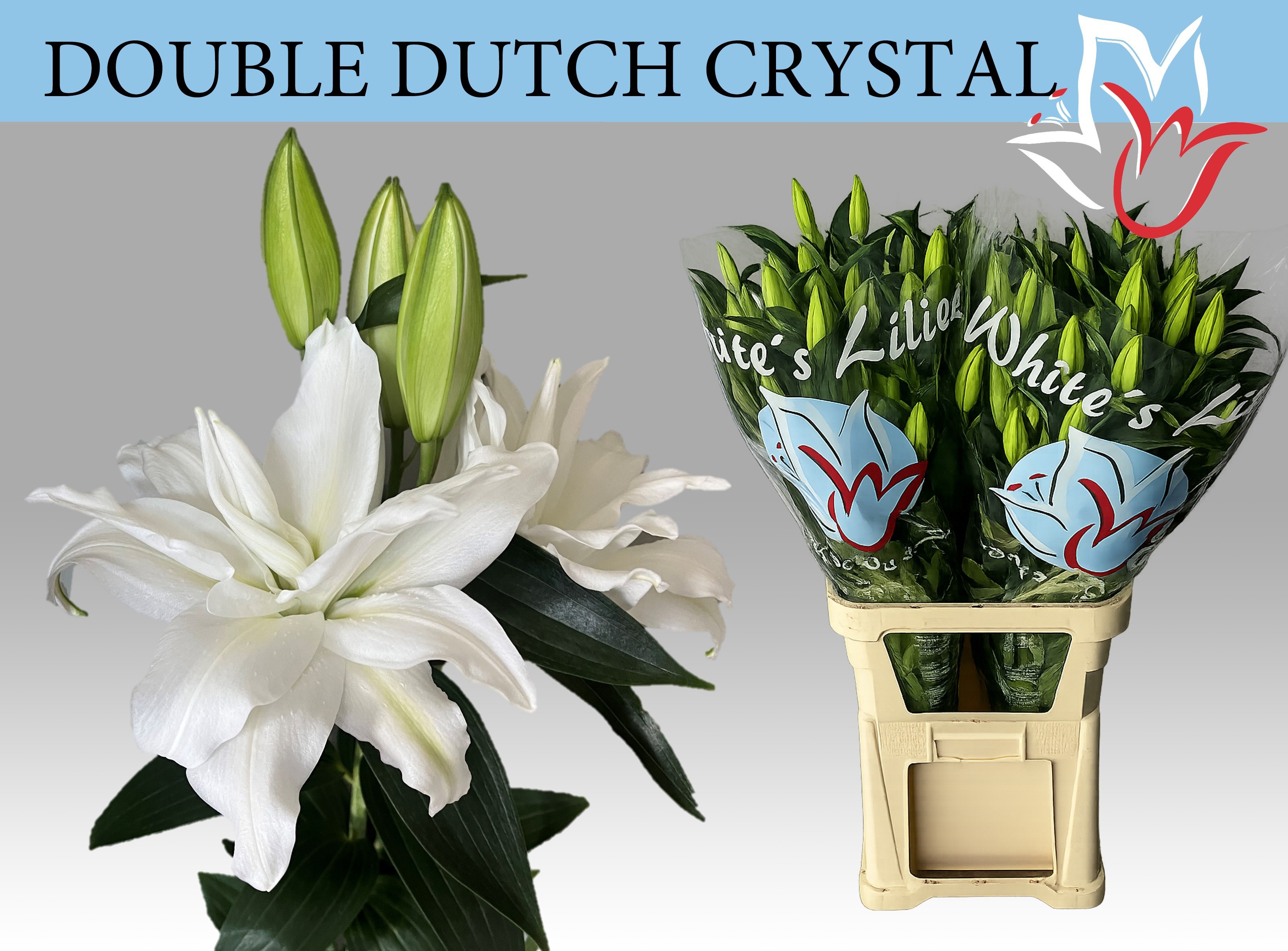 Li Or Du Dd Crystal