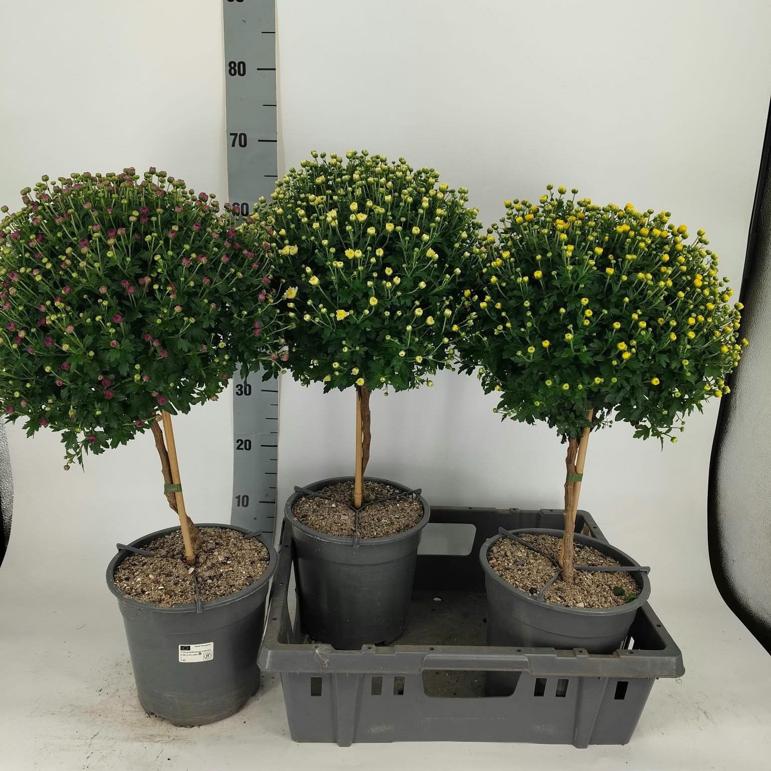 Chrys Gr Stam Mixk 21P 65H 12bloei
