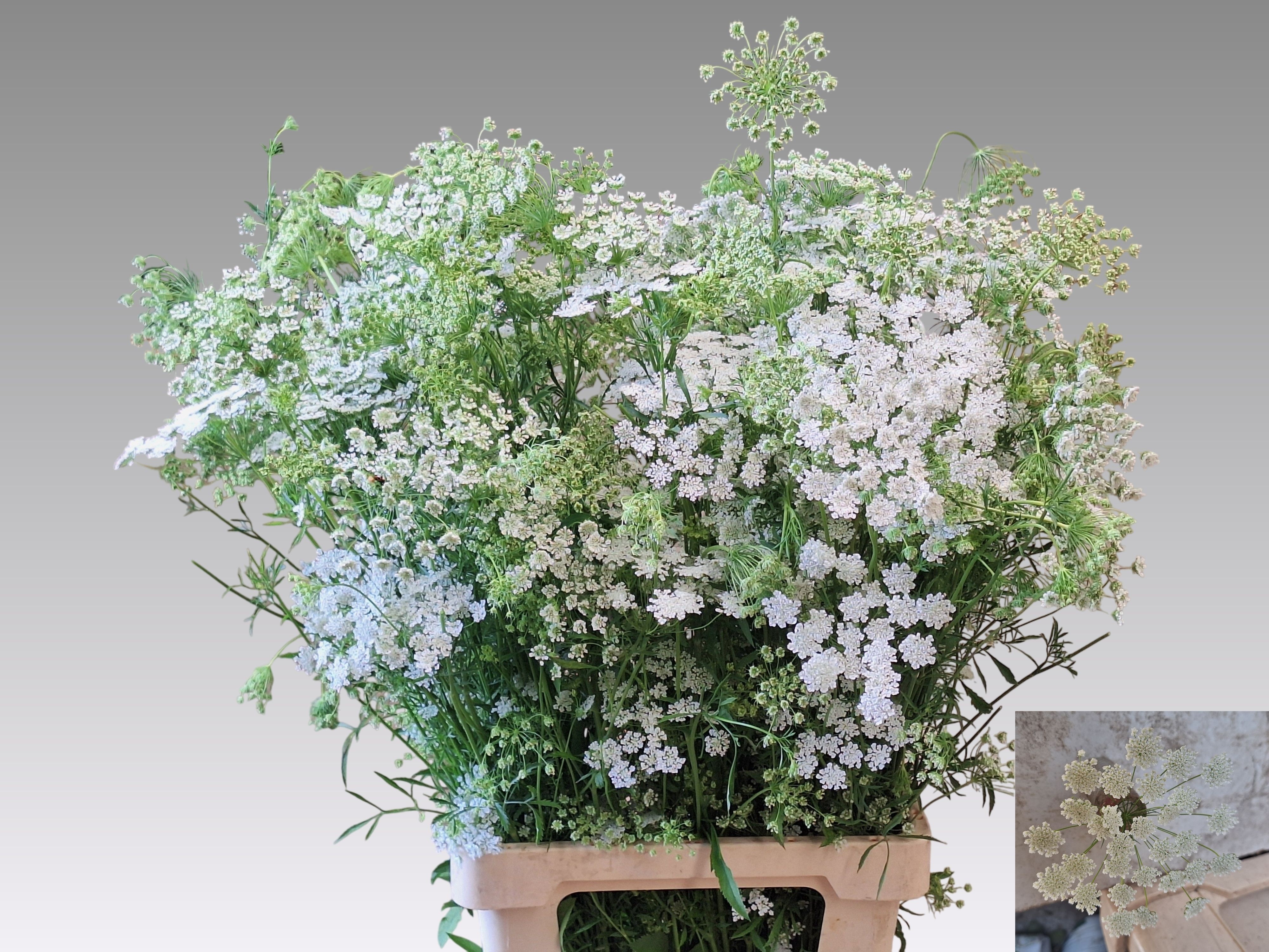 Ammi Majus