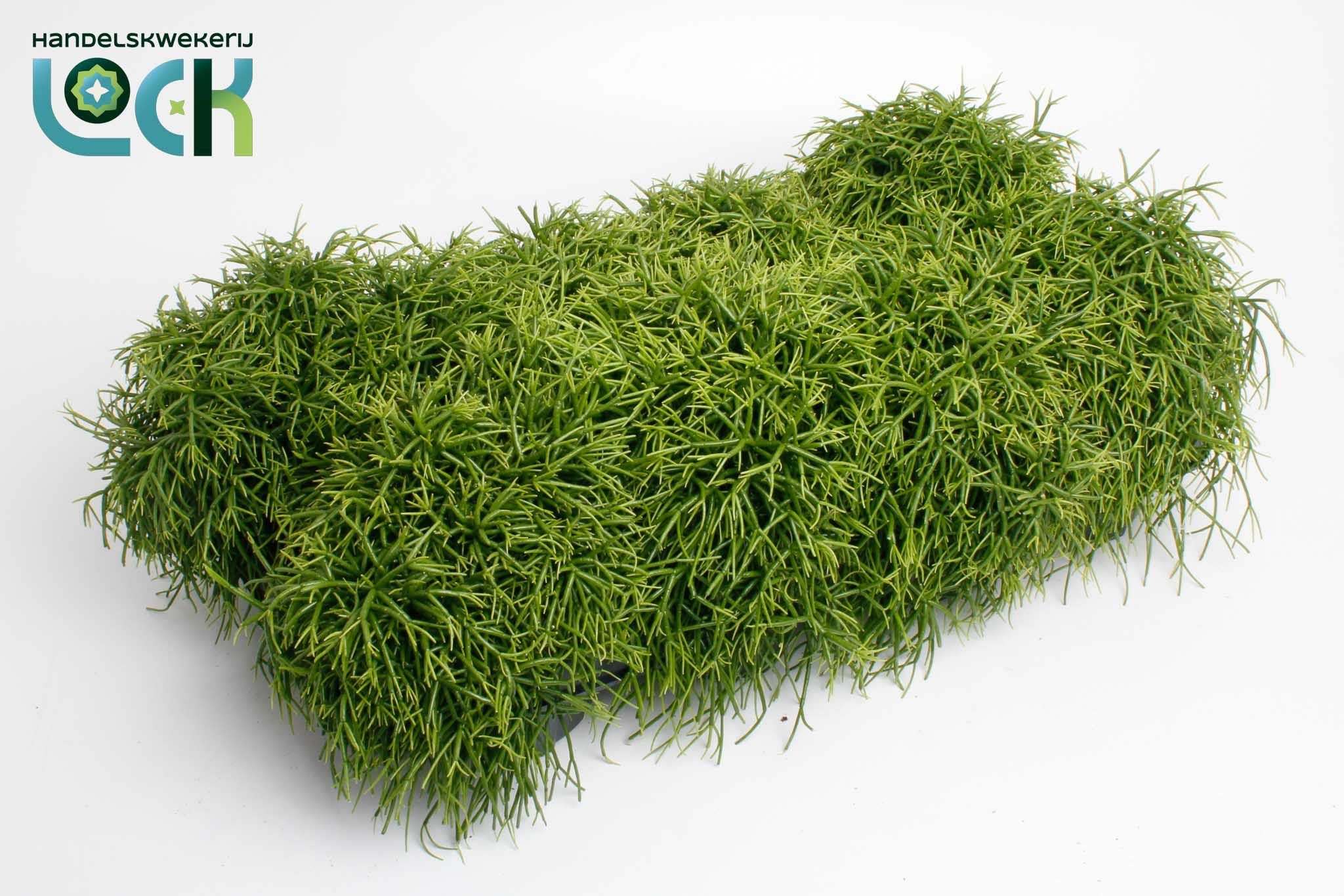 Rhipsalis Baccifera Oasis 12Ø 17cm