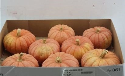 Cucurbita Pepo