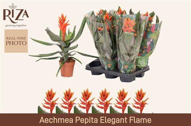 Aechmea Pepita Elegant Flames - Kokerbromelia