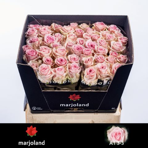 Rosa Sweet Dolomiti 60cm