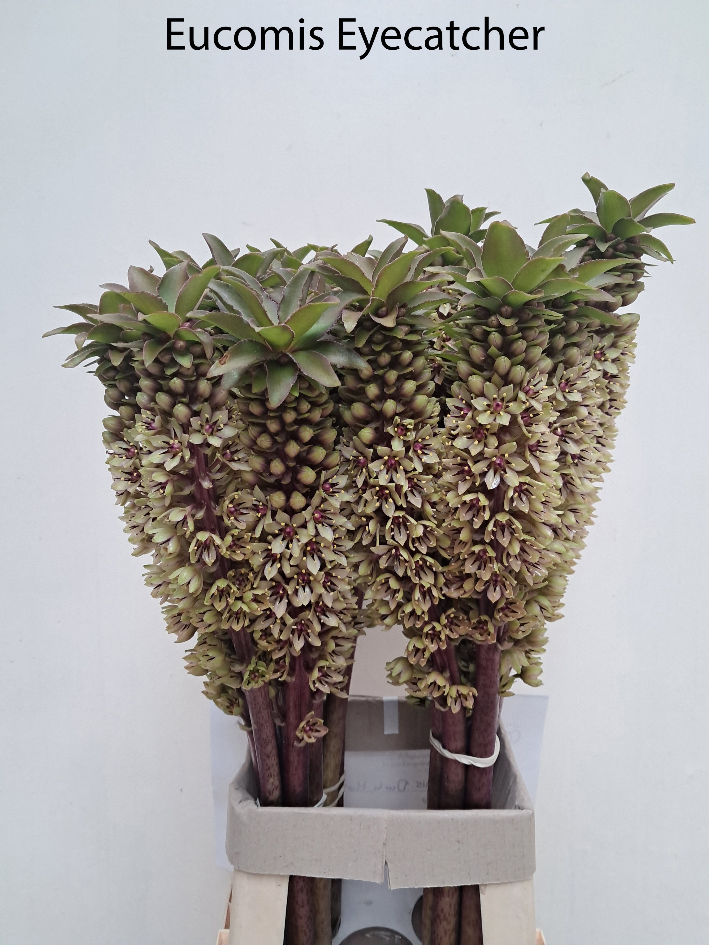 Eucomis Ov