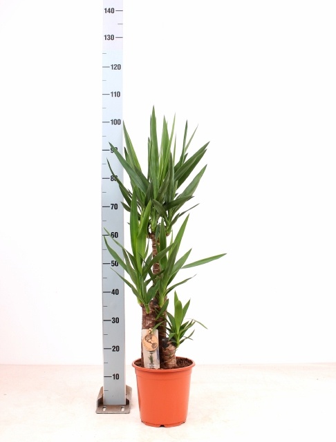 Yucca 21P 110H 3stek 2kop