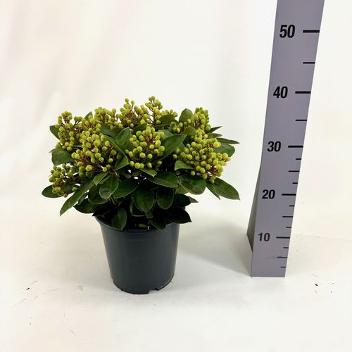 Skimmia japonica OBSESSION  p19 Bolw