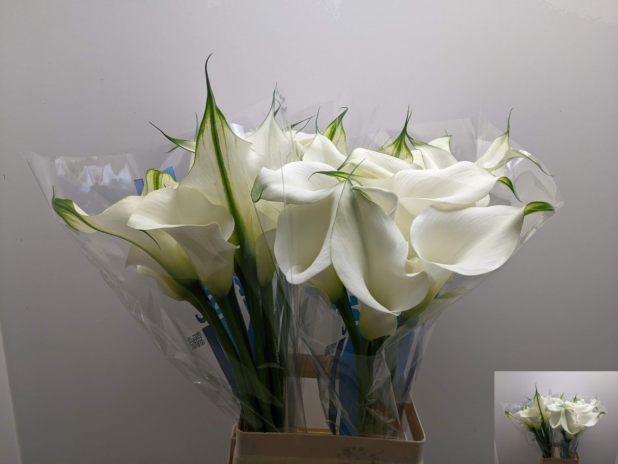 Calla Capt Ventura 70cm