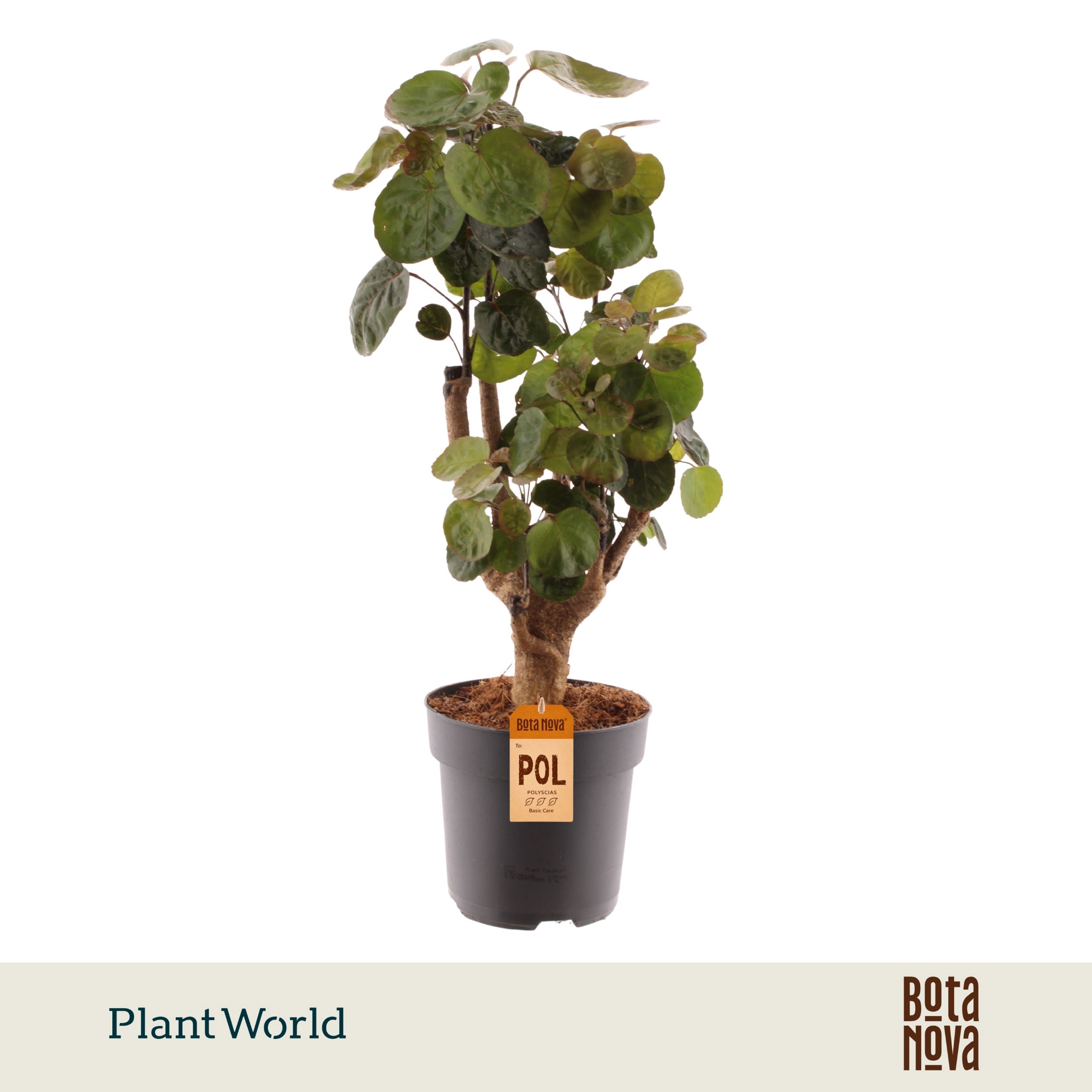 Polyscias 'Fabian' vertakt
