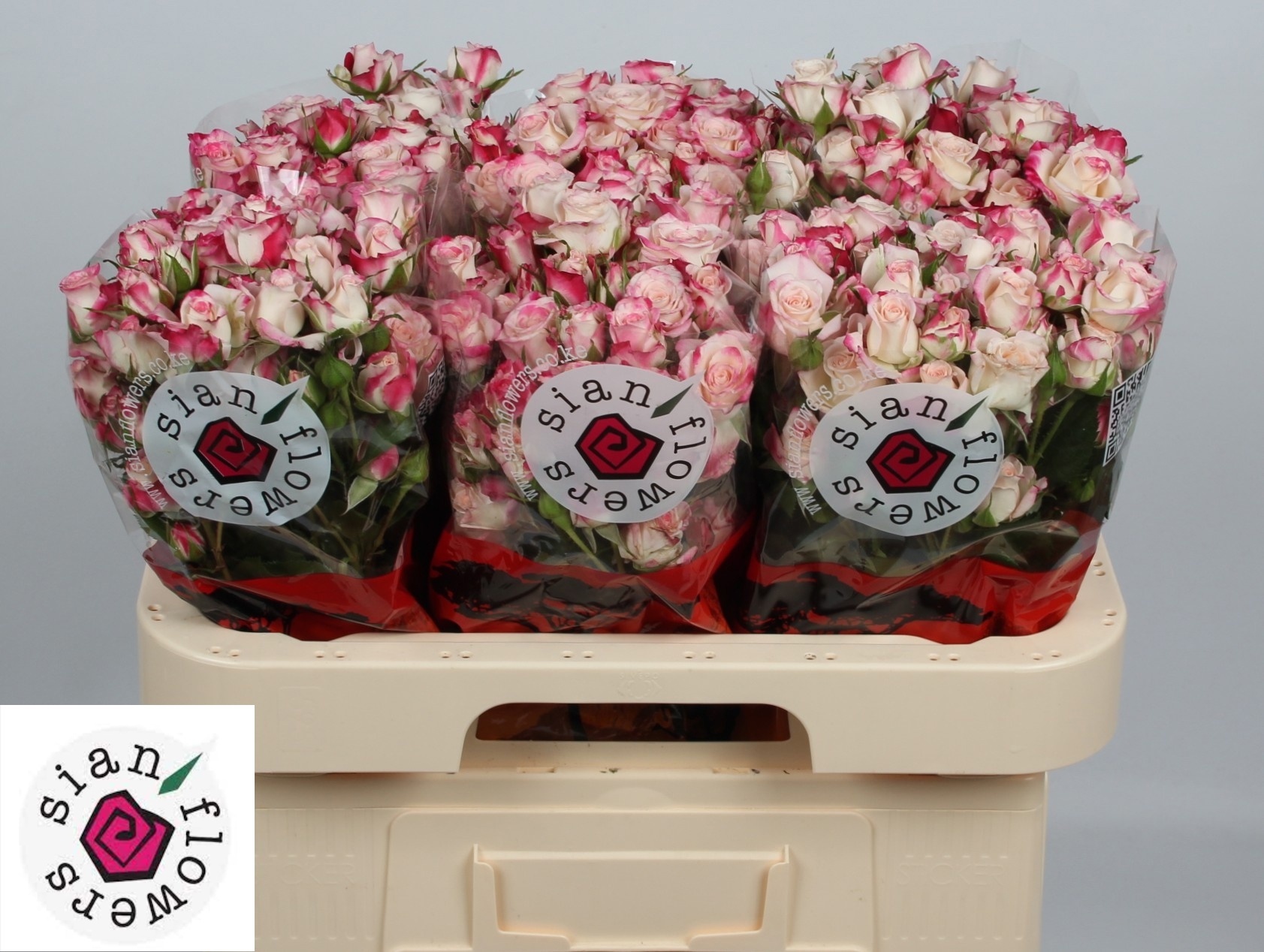 Rosa Spr Reflex 60cm