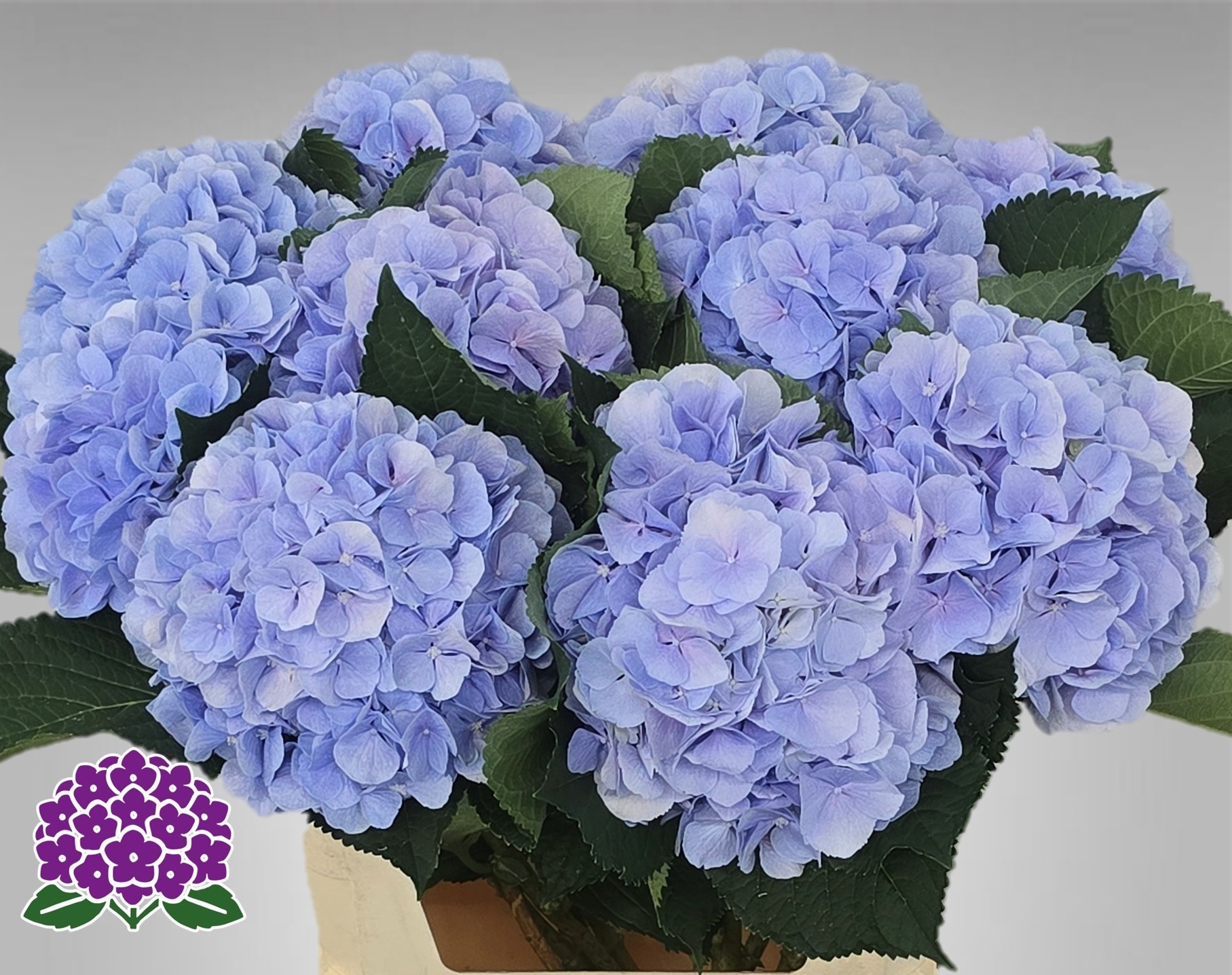 Hydrangea Verena Blue 80cm 23Ø