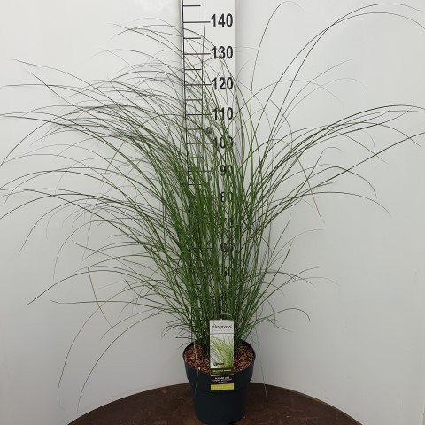 Miscanthus sinensis 'Gracillimus'