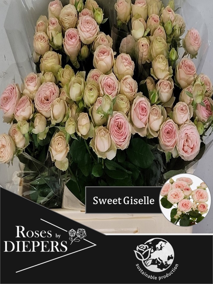 R Tr Sweet Giselle!