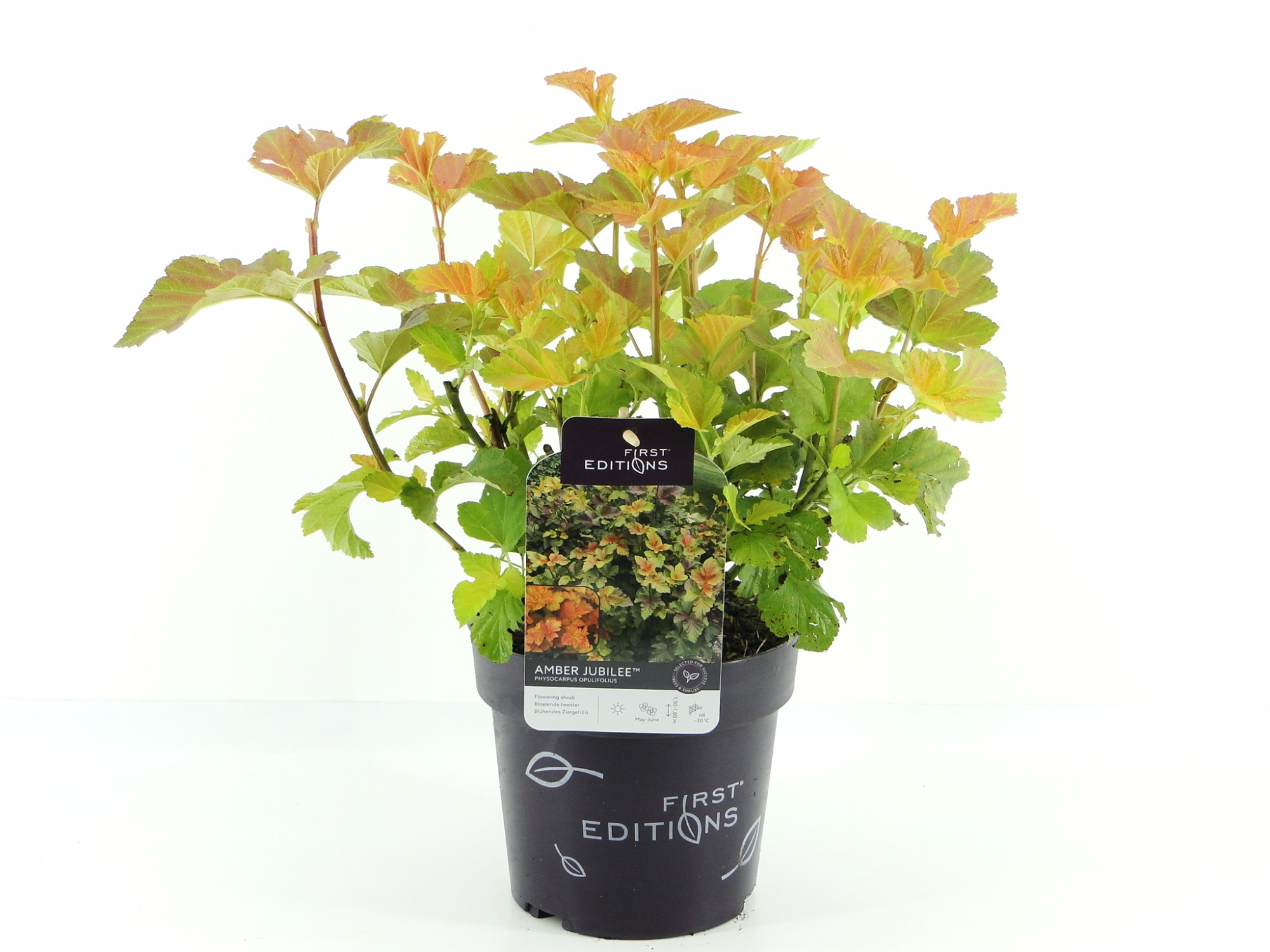 Picture of Physocarpus op. Amber Jubilee (First Editions®)