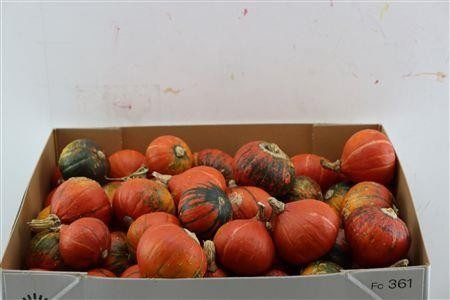Cucurbita Turkish Turban Mix